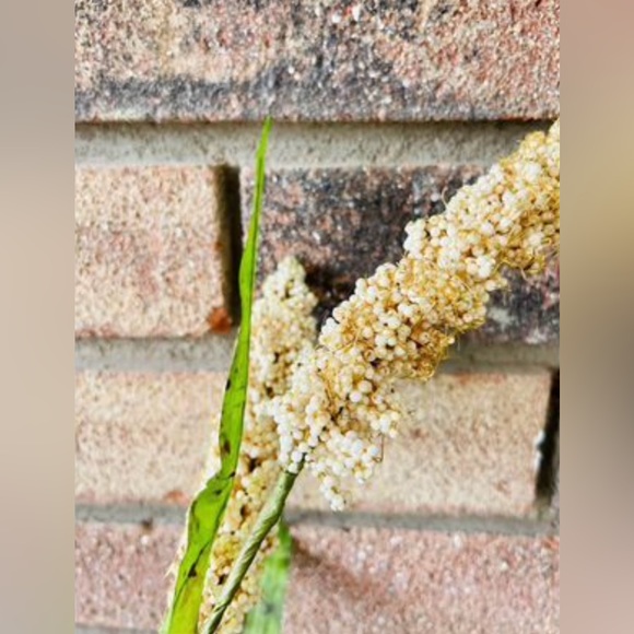 *Cream Millet Stem, 30” Bundle of 3 - Picture 5 of 10